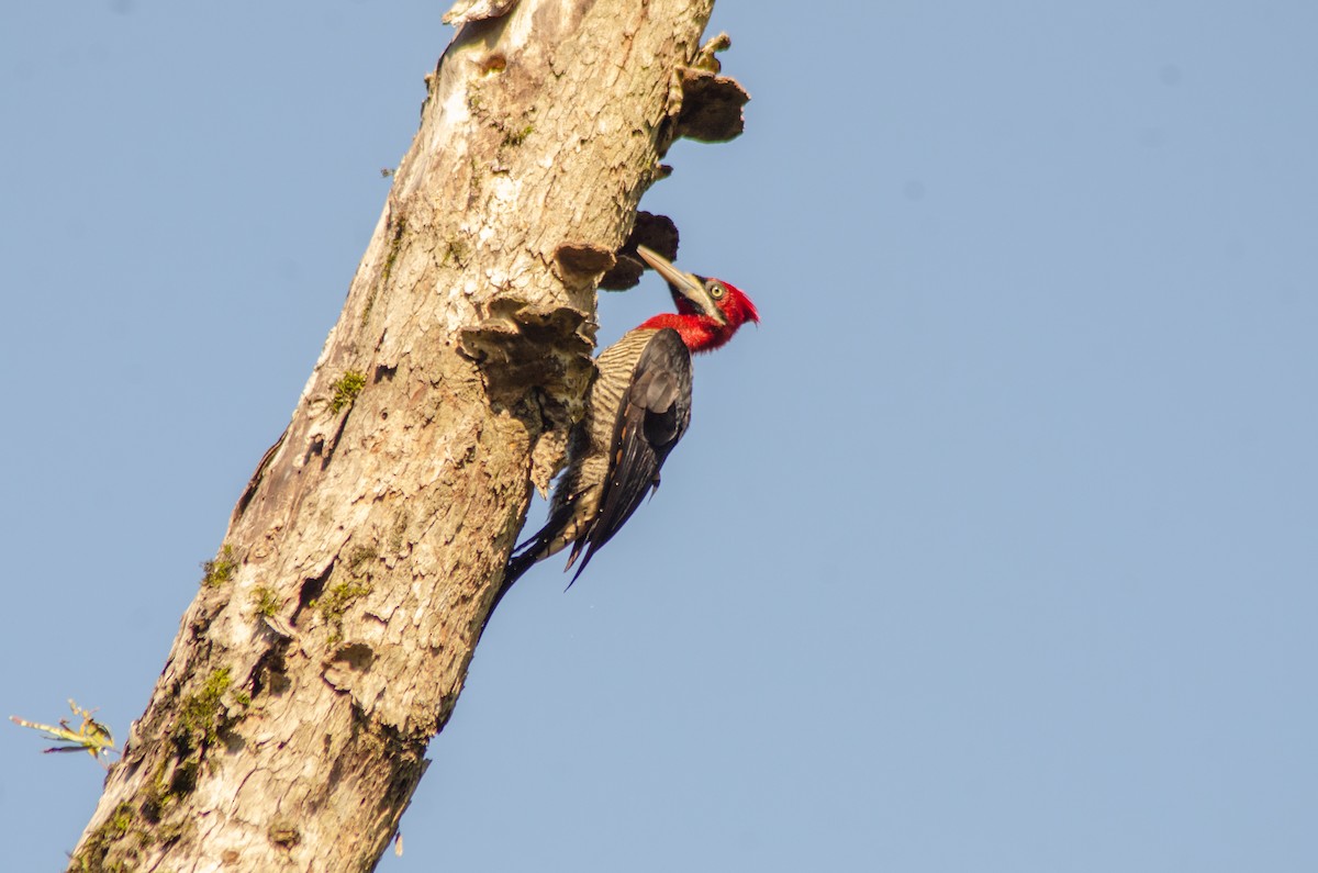 Crimson-crested Woodpecker - ML618410970