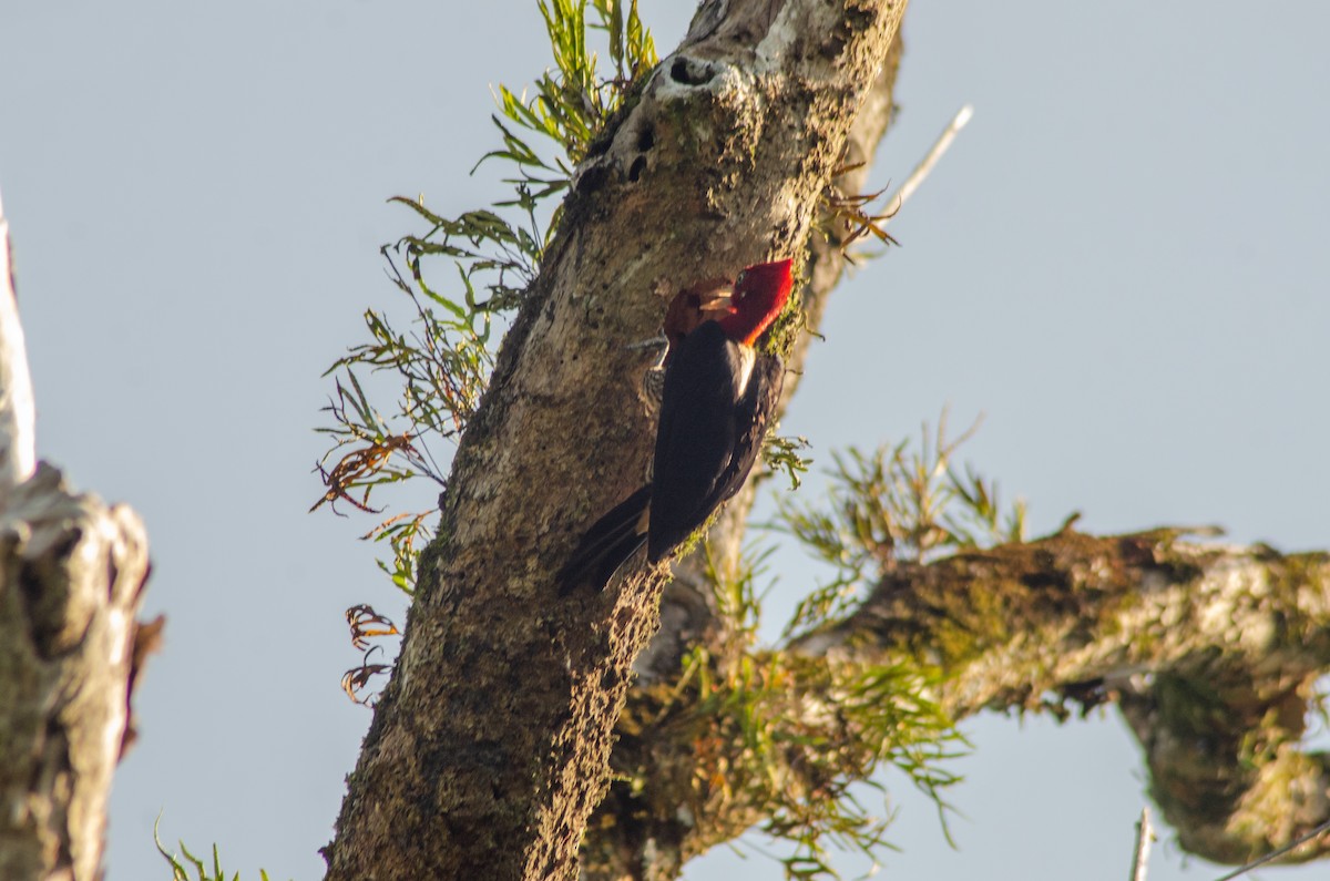 Crimson-crested Woodpecker - Davi Paim