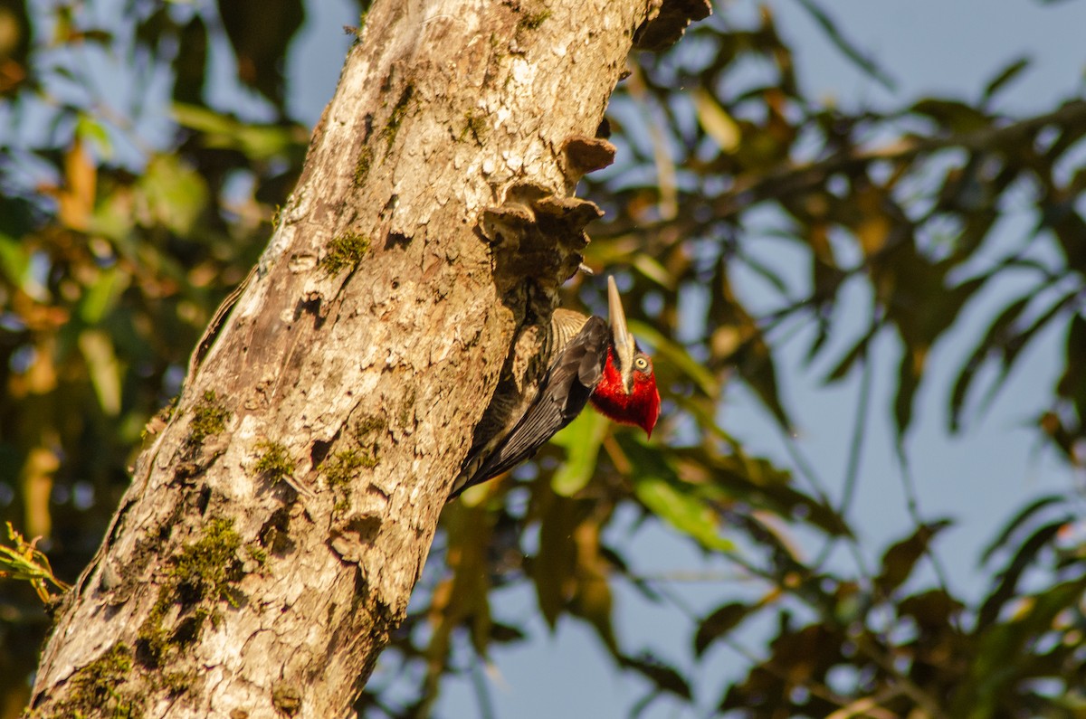Crimson-crested Woodpecker - Davi Paim