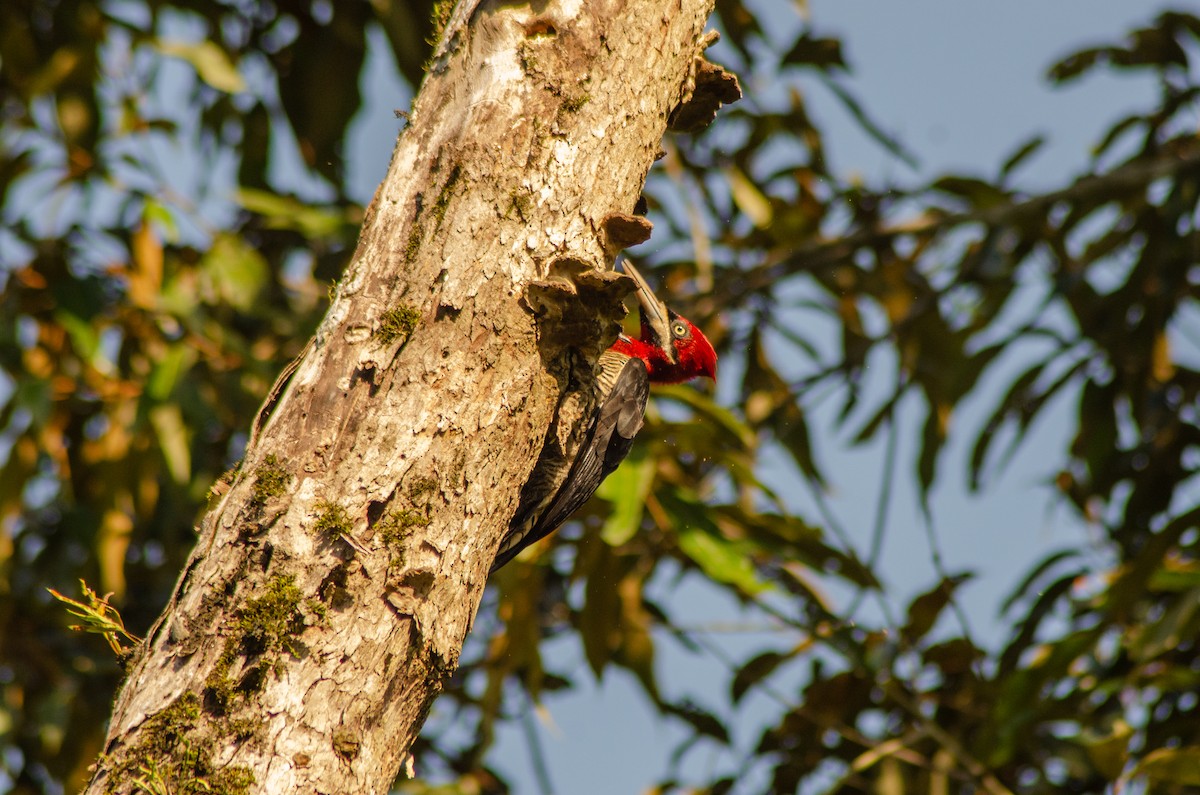 Crimson-crested Woodpecker - ML618410973