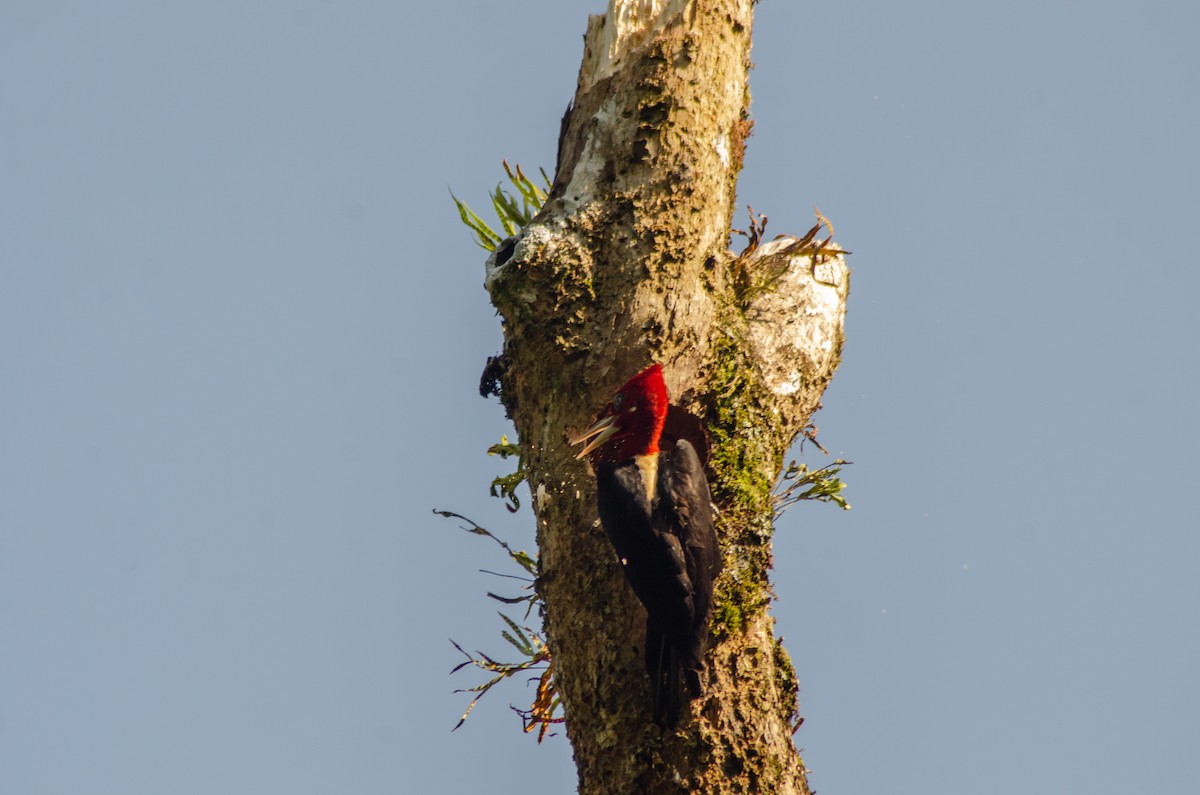Crimson-crested Woodpecker - ML618410974