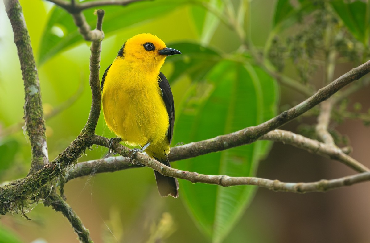 Black-and-yellow Tanager - ML618410979