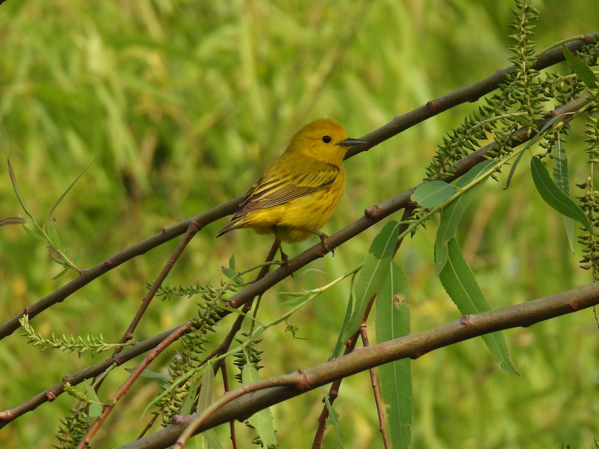 Yellow Warbler (Northern) - ML618410997