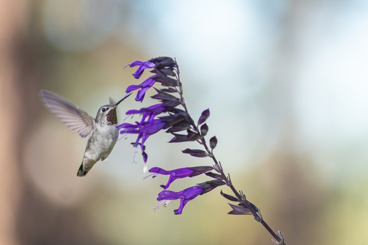 Anna's Hummingbird - Rodolfo Ramírez