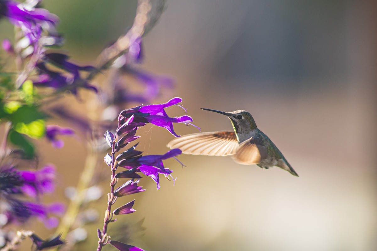 Anna's Hummingbird - ML618411001