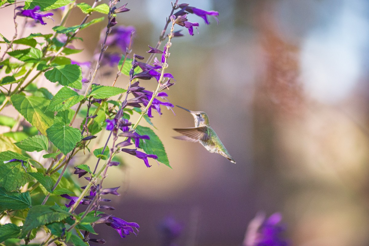 Anna's Hummingbird - ML618411002