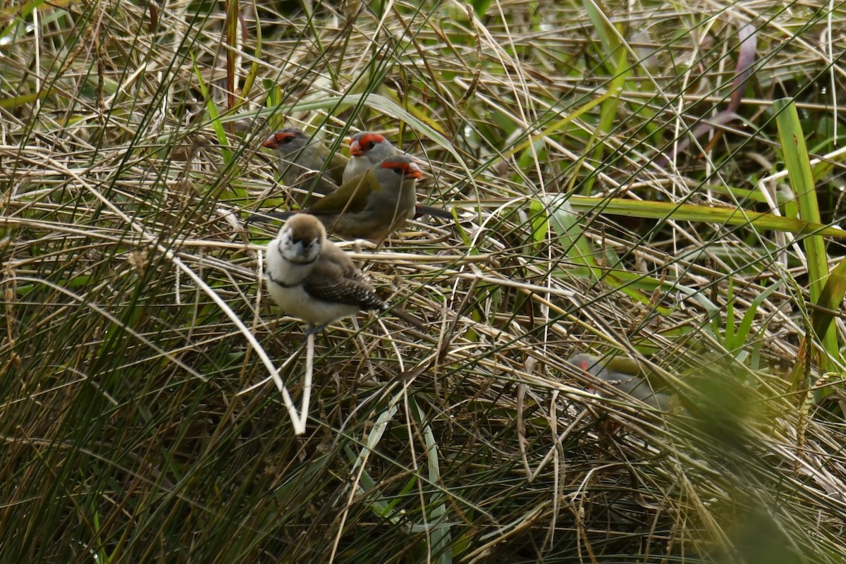 Red-browed Firetail - ML618411012