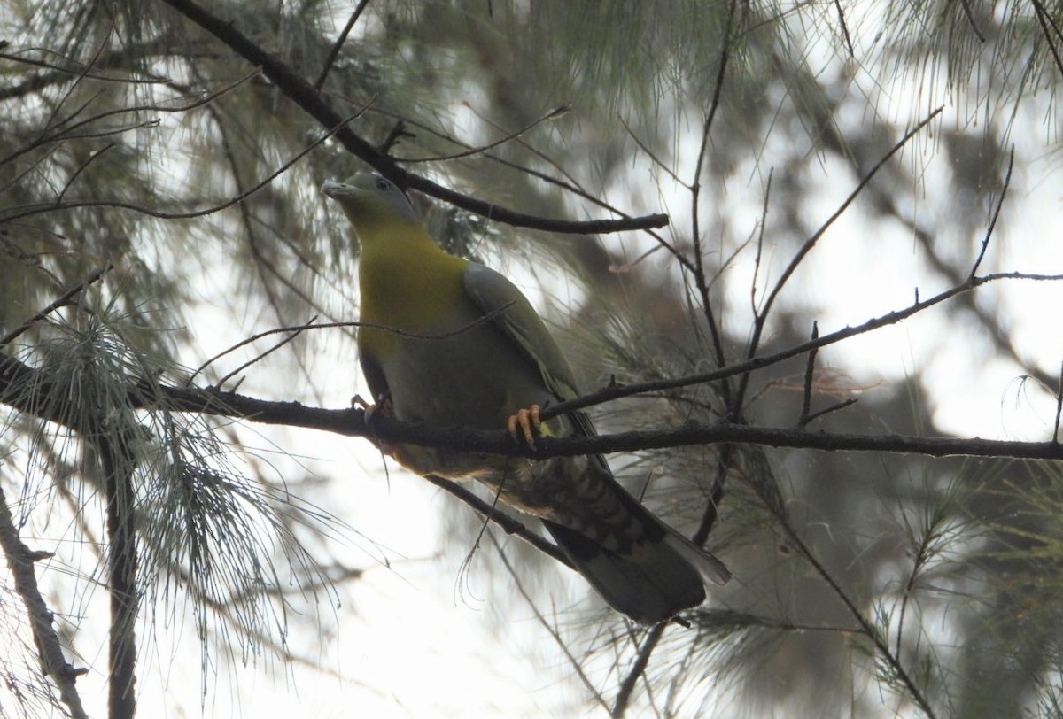Yellow-footed Green-Pigeon - ML618411058