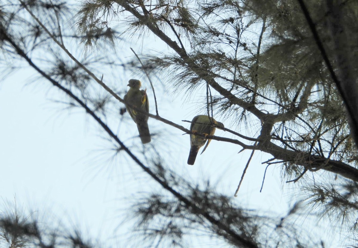 Yellow-footed Green-Pigeon - ML618411059