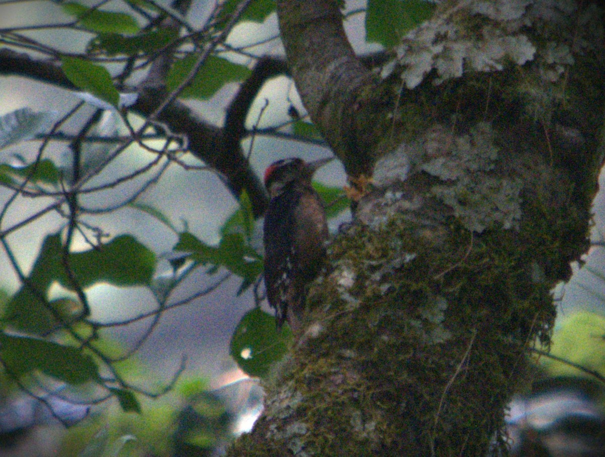 Hairy Woodpecker (South Mexican) - SILVERIO MENCHU Birdwatching Totonicapan