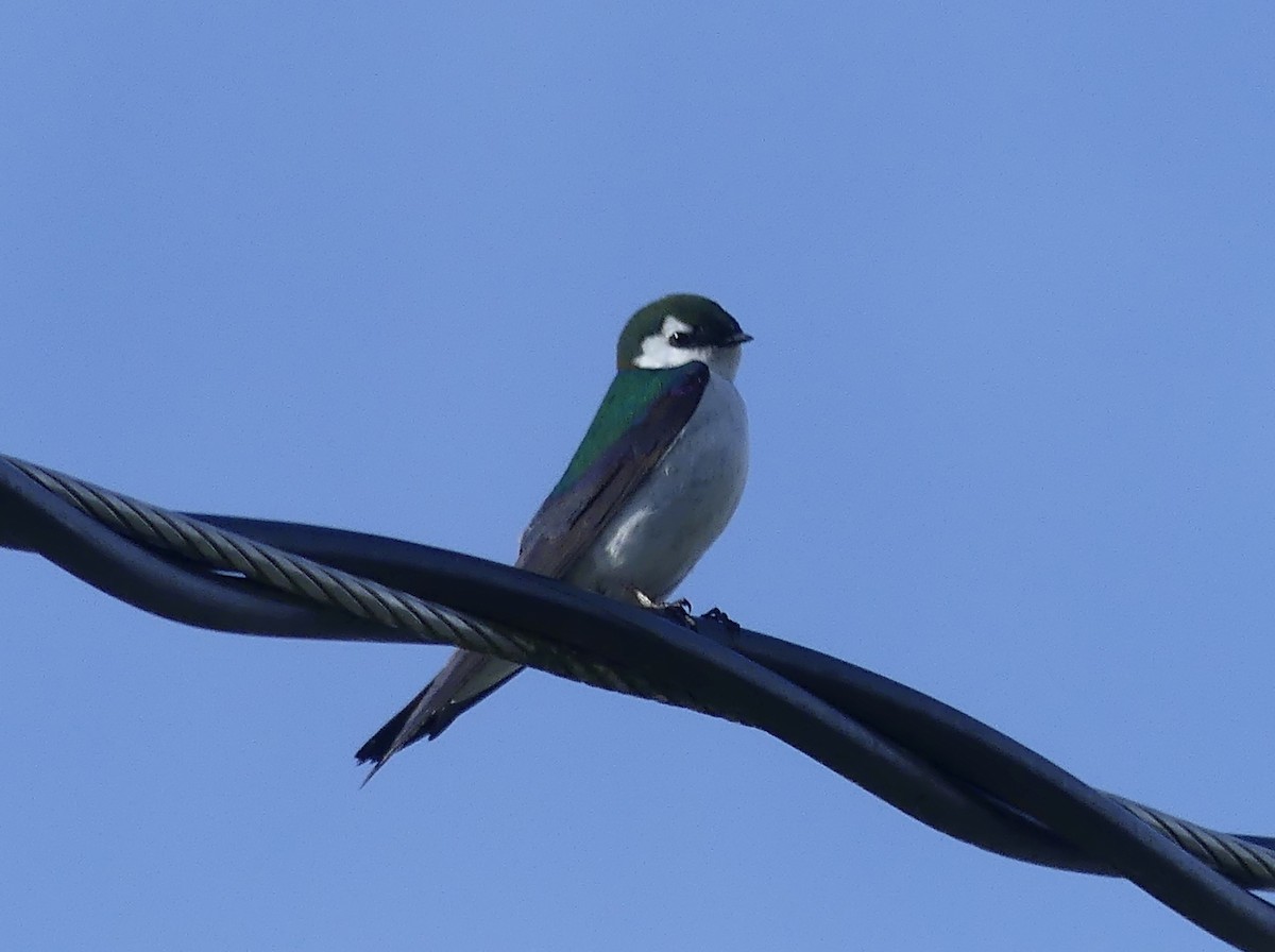 Violet-green Swallow - ML618411082