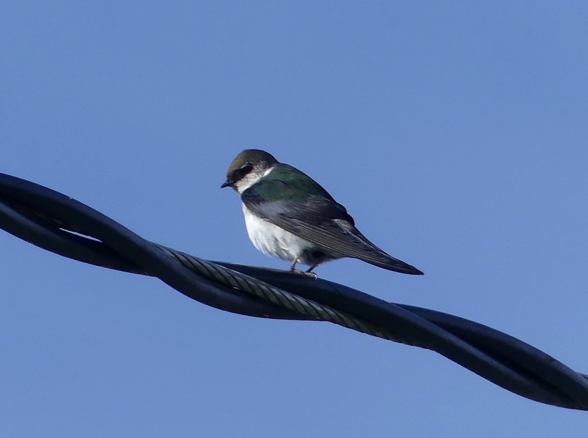 Violet-green Swallow - ML618411087