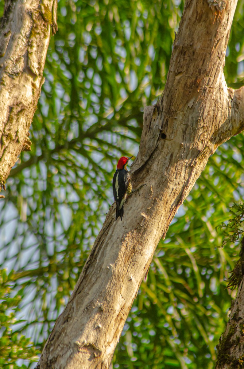 Yellow-fronted Woodpecker - ML618411090