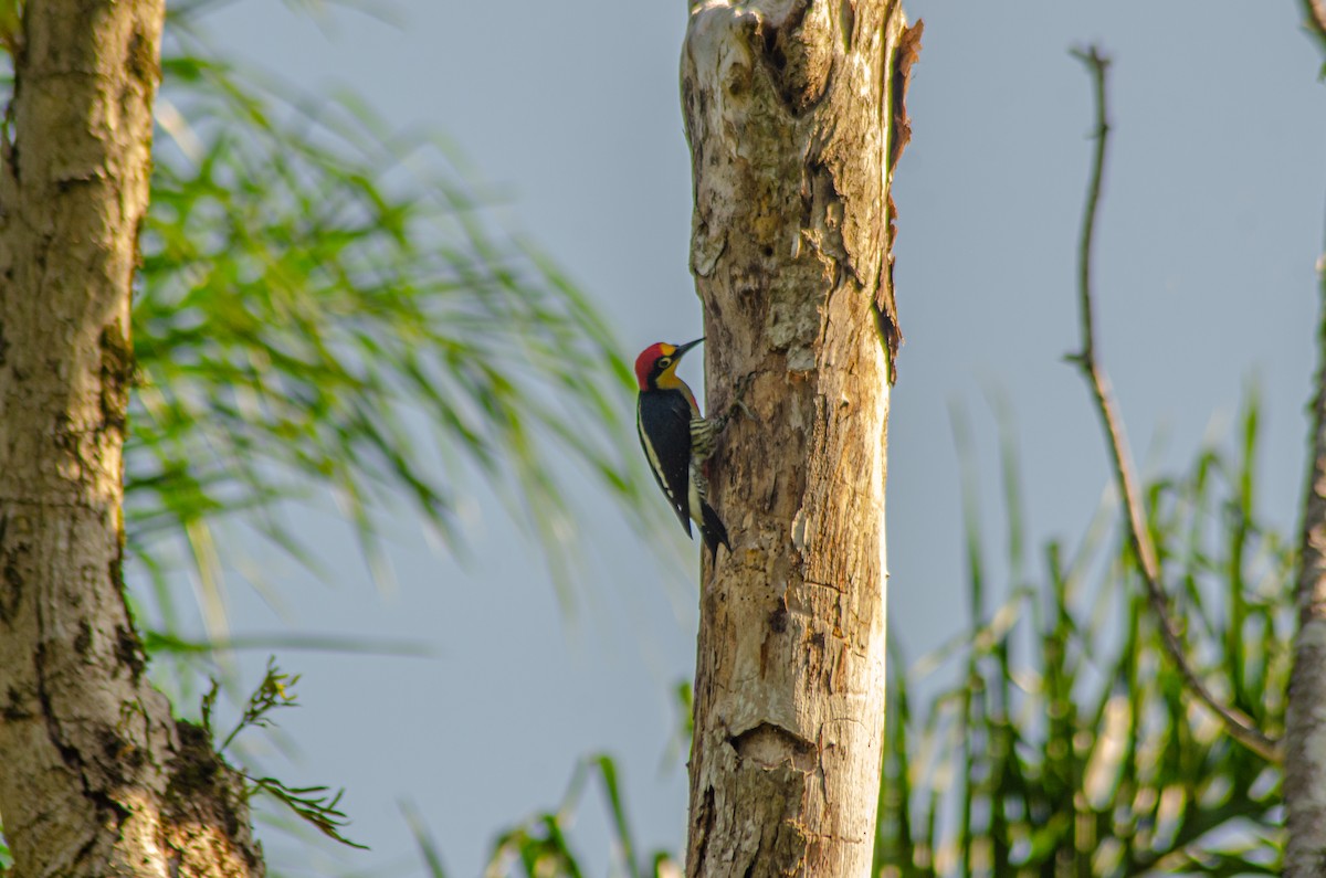 Yellow-fronted Woodpecker - ML618411091