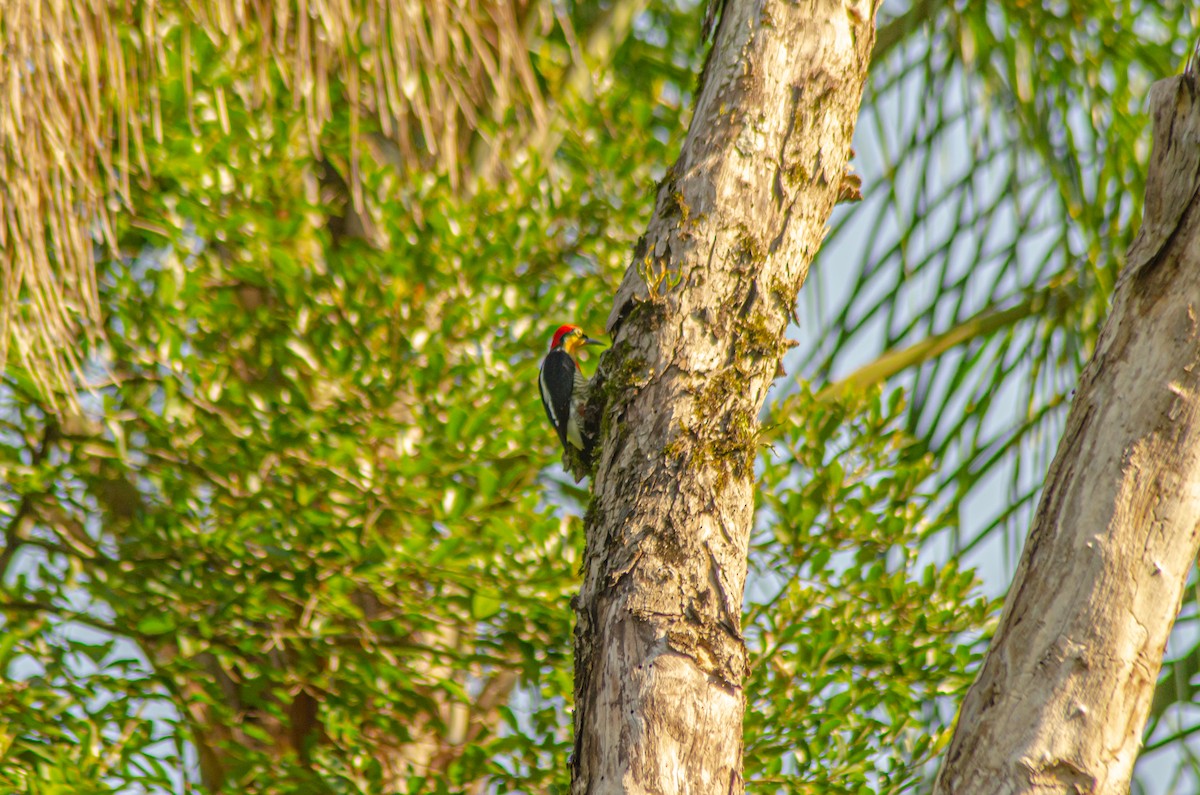 Yellow-fronted Woodpecker - ML618411092