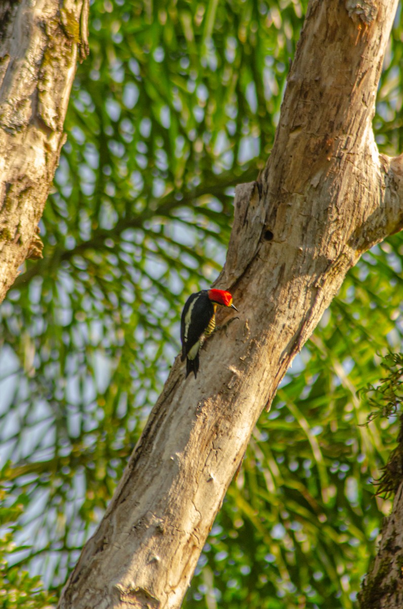 Yellow-fronted Woodpecker - ML618411095
