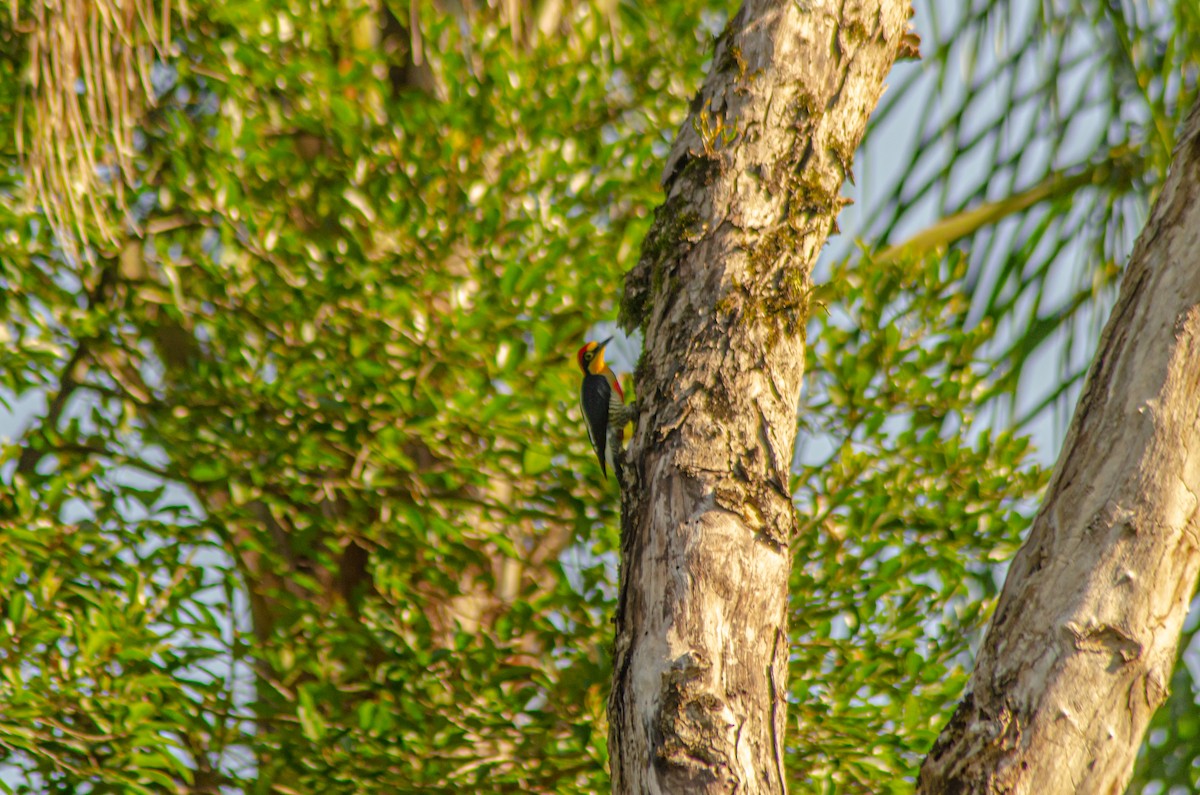 Yellow-fronted Woodpecker - ML618411096