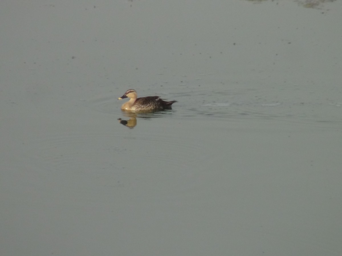 Indian Spot-billed Duck - ML618411124