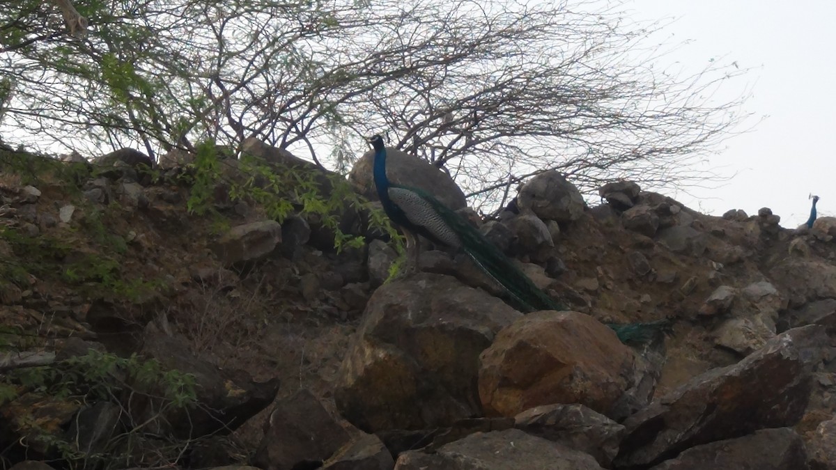 Indian Peafowl - ML618411135