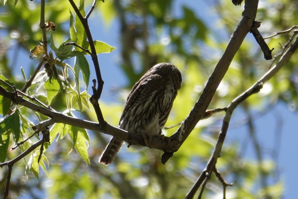 Northern Pygmy-Owl - ML618411145