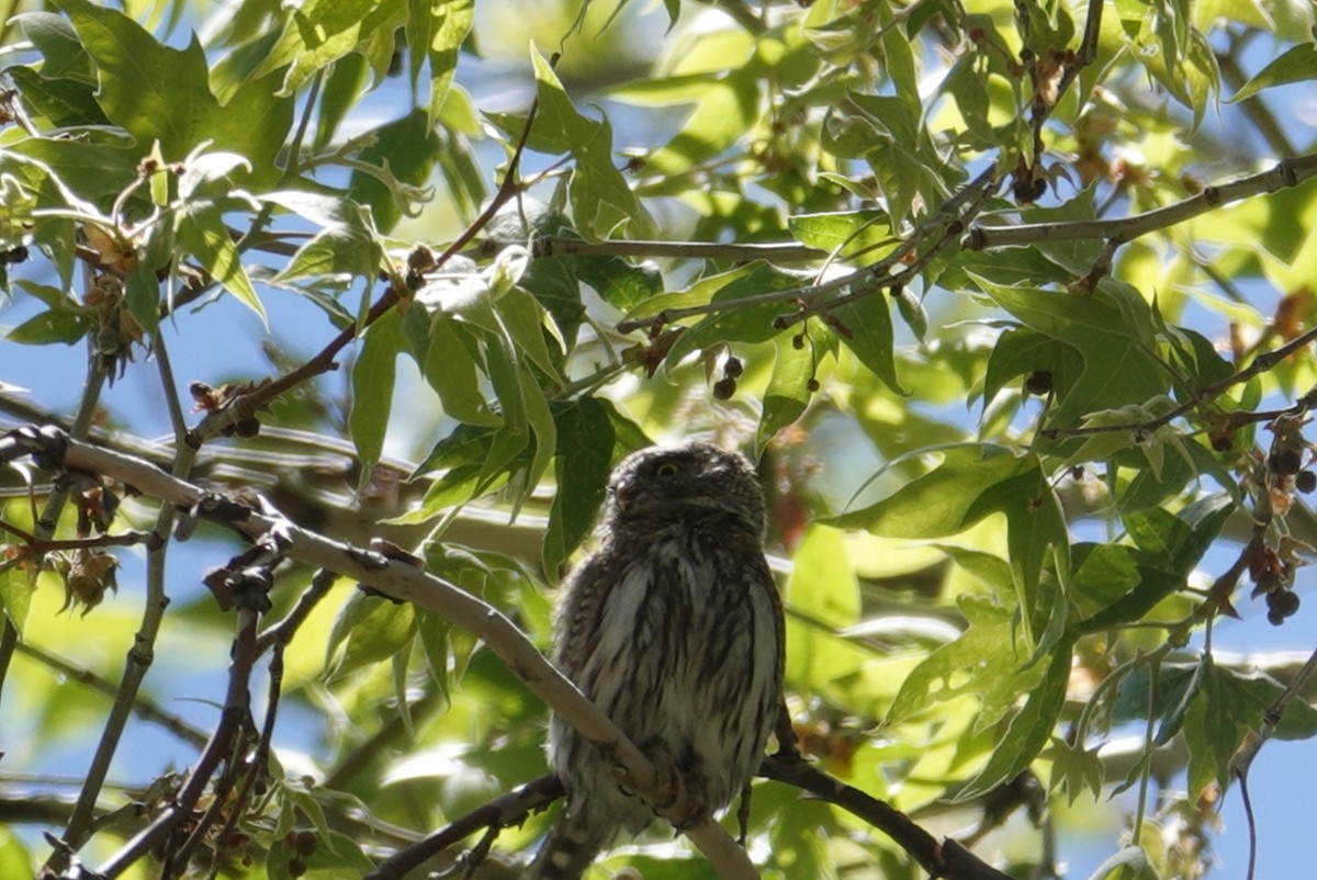 Northern Pygmy-Owl - ML618411146