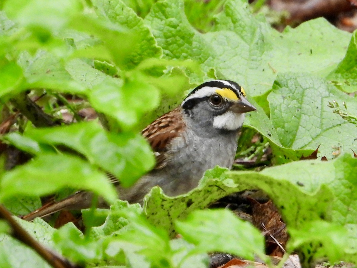 White-throated Sparrow - ML618411148