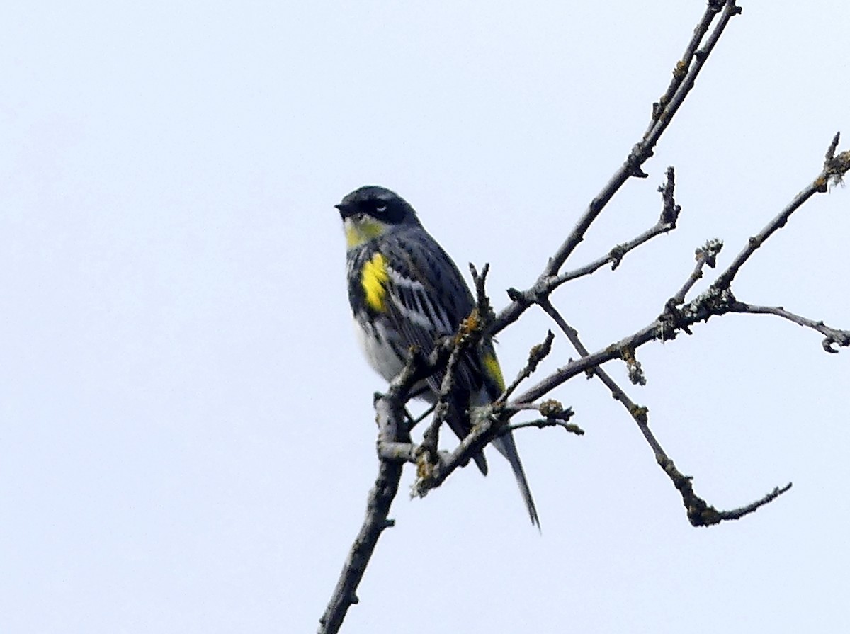 Yellow-rumped Warbler (Myrtle x Audubon's) - ML618411153