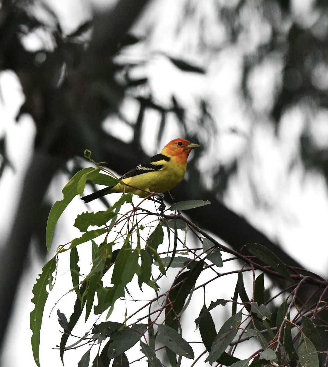 Western Tanager - ML618411162