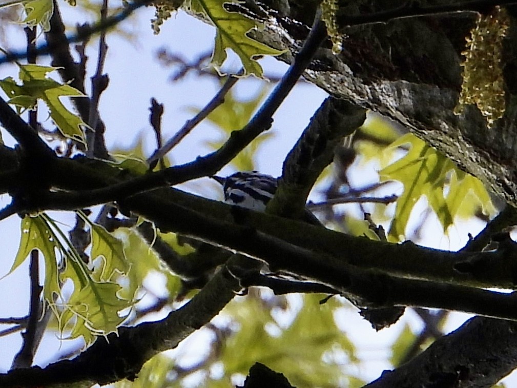 Black-and-white Warbler - ML618411172