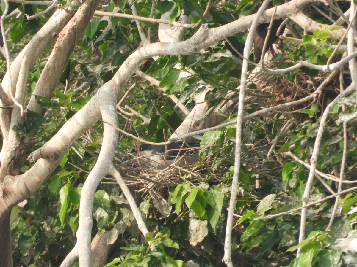 Black-crowned Night Heron - Chaiti Banerjee