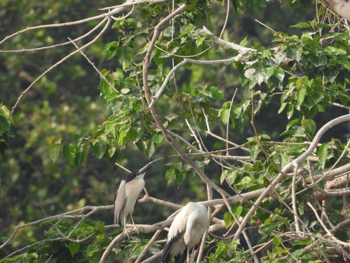 Black-crowned Night Heron - Chaiti Banerjee