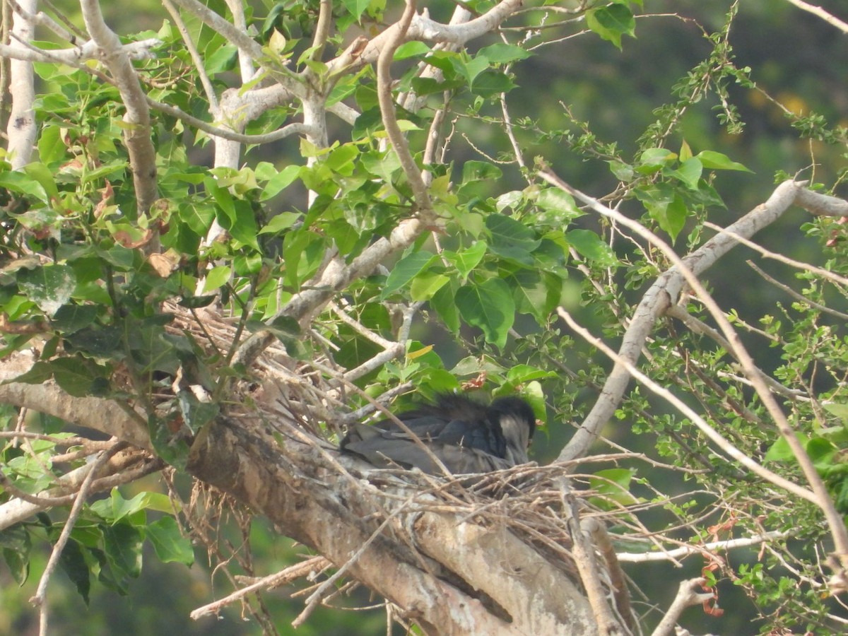 Black-crowned Night Heron - ML618411185