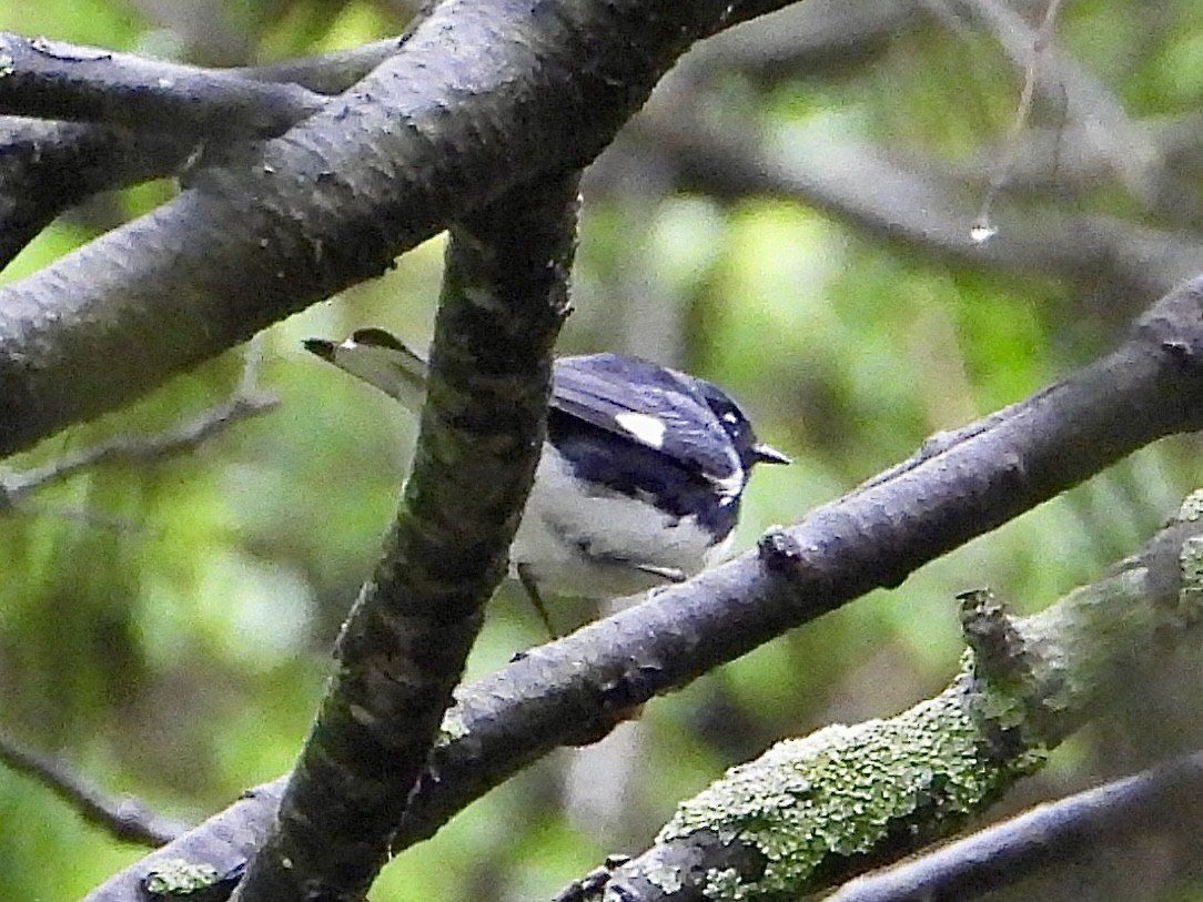 Black-throated Blue Warbler - ML618411195