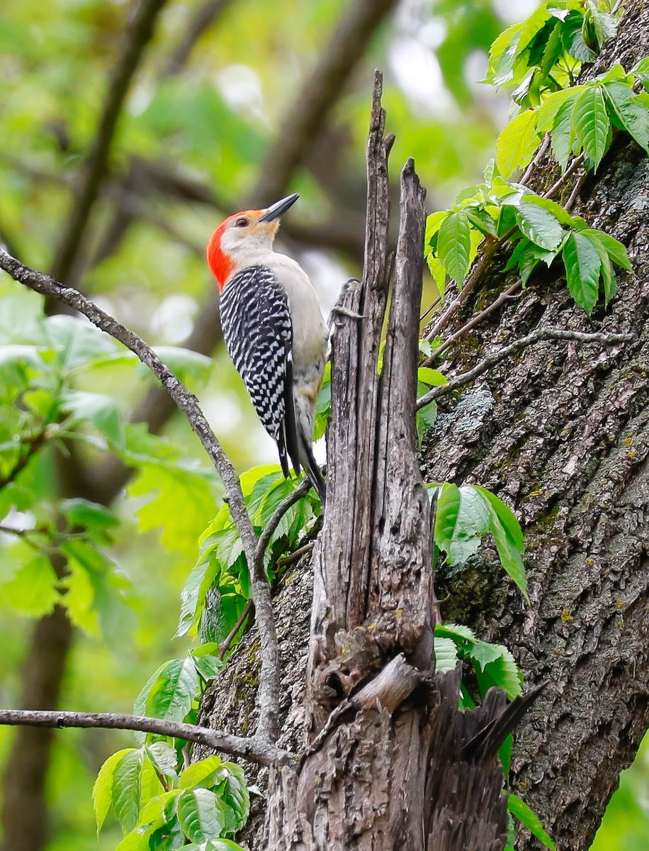 Red-bellied Woodpecker - ML618411200