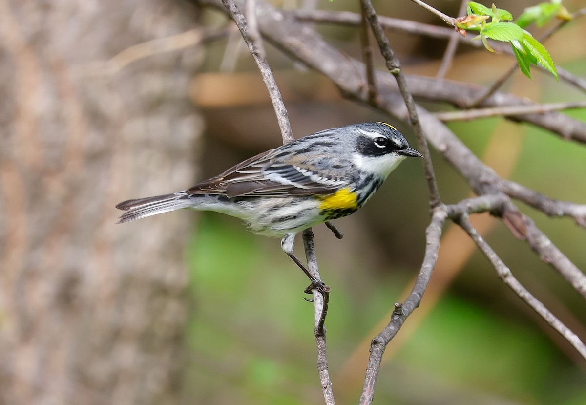 Yellow-rumped Warbler - Stephanie Le