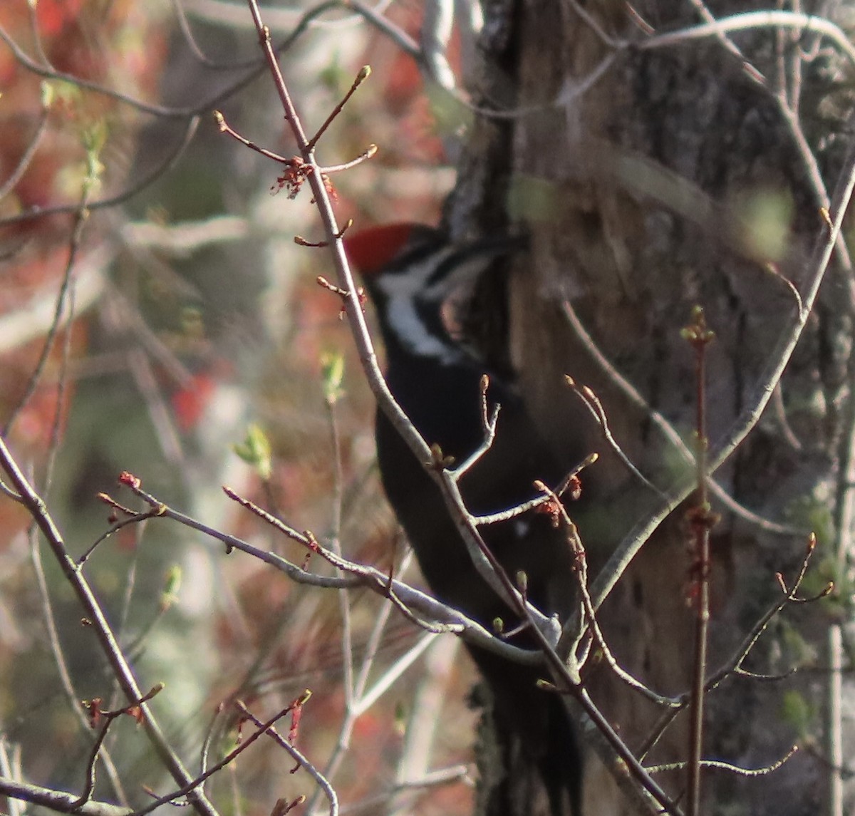 Pileated Woodpecker - ML618411328