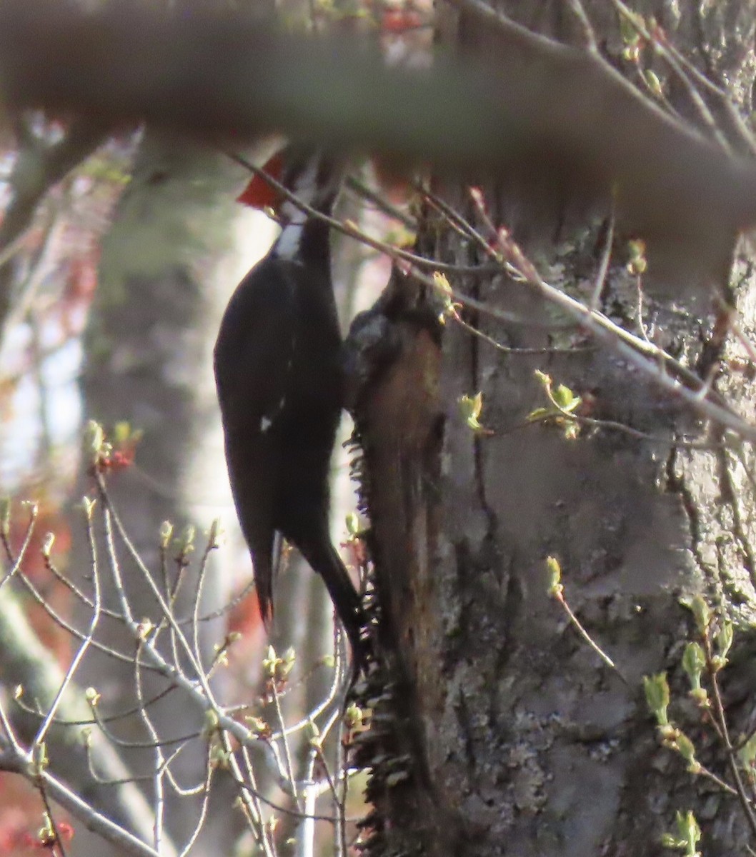 Pileated Woodpecker - ML618411329