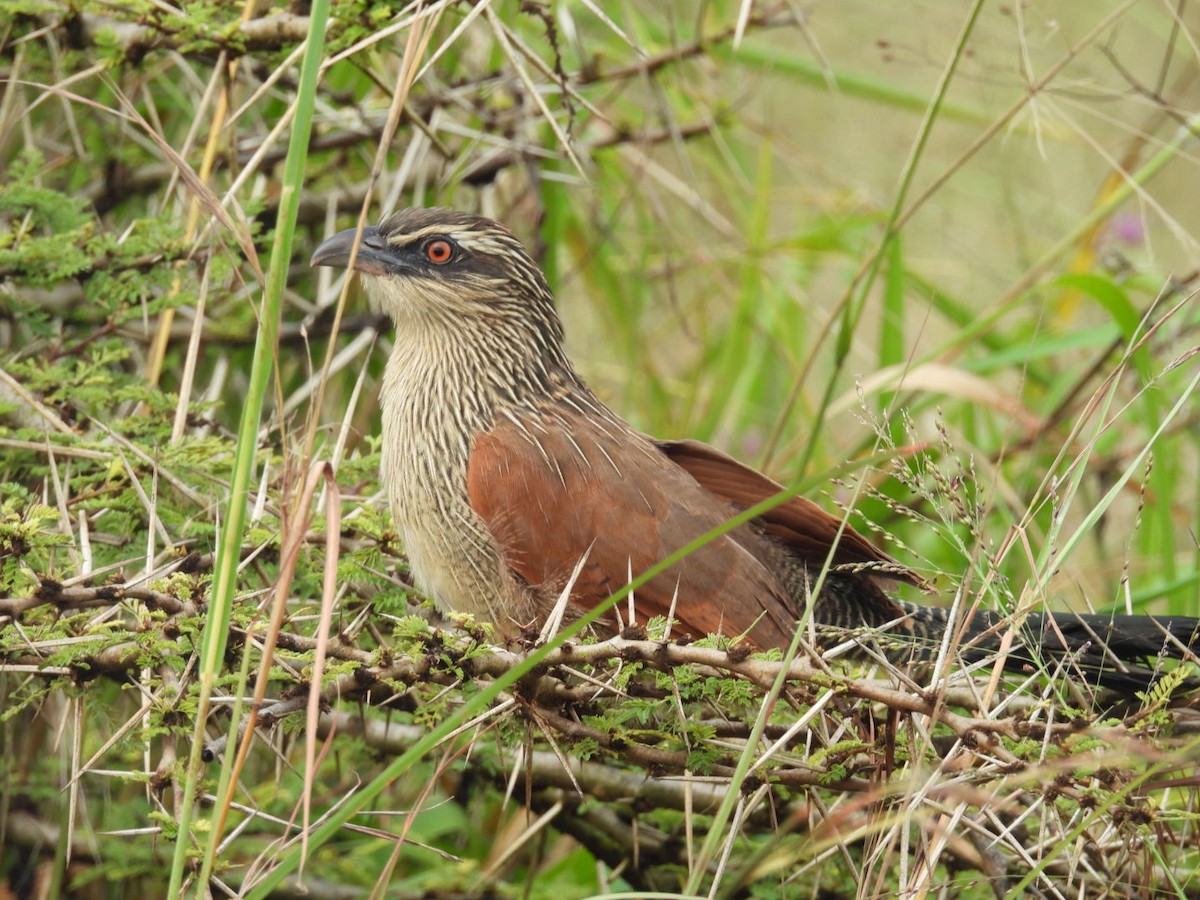 White-browed Coucal - ML618411340