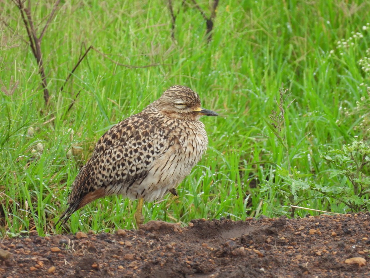 Spotted Thick-knee - ML618411362
