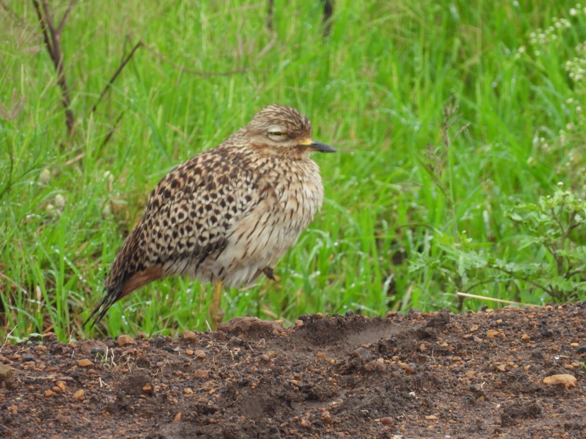 Spotted Thick-knee - ML618411363