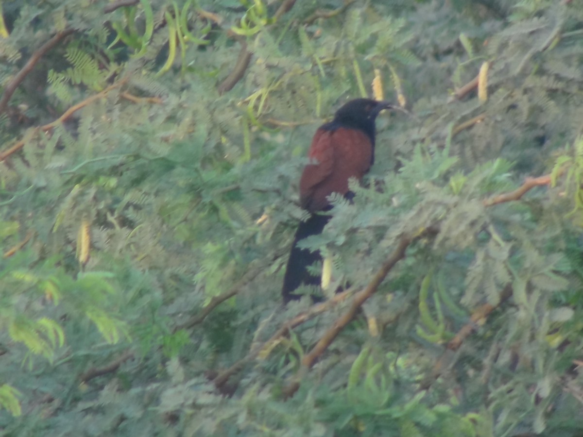 Greater Coucal - ML618411365