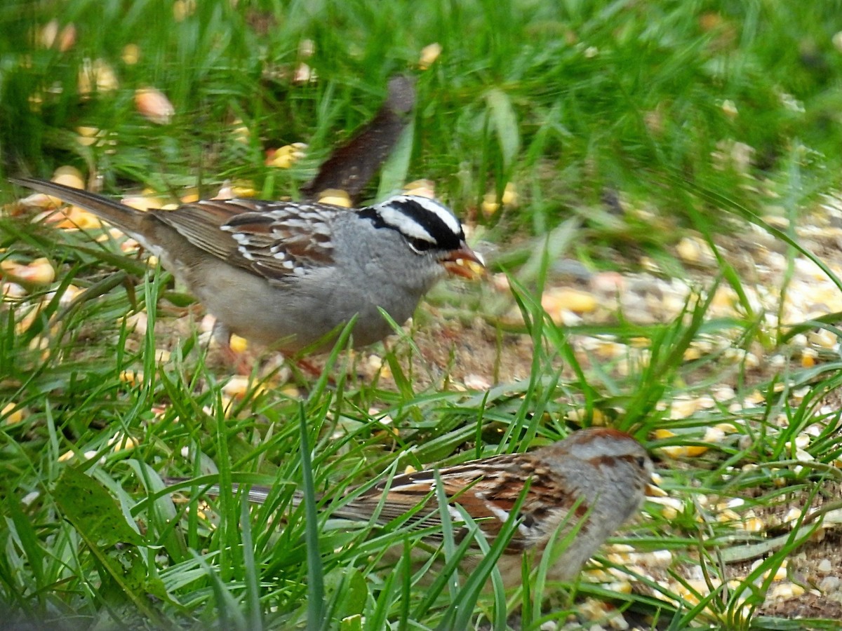 White-crowned Sparrow - ML618411366