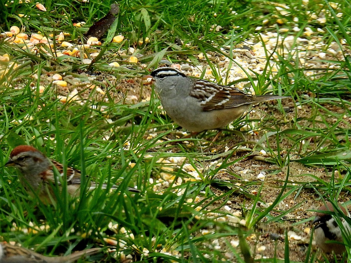 White-crowned Sparrow - ML618411367