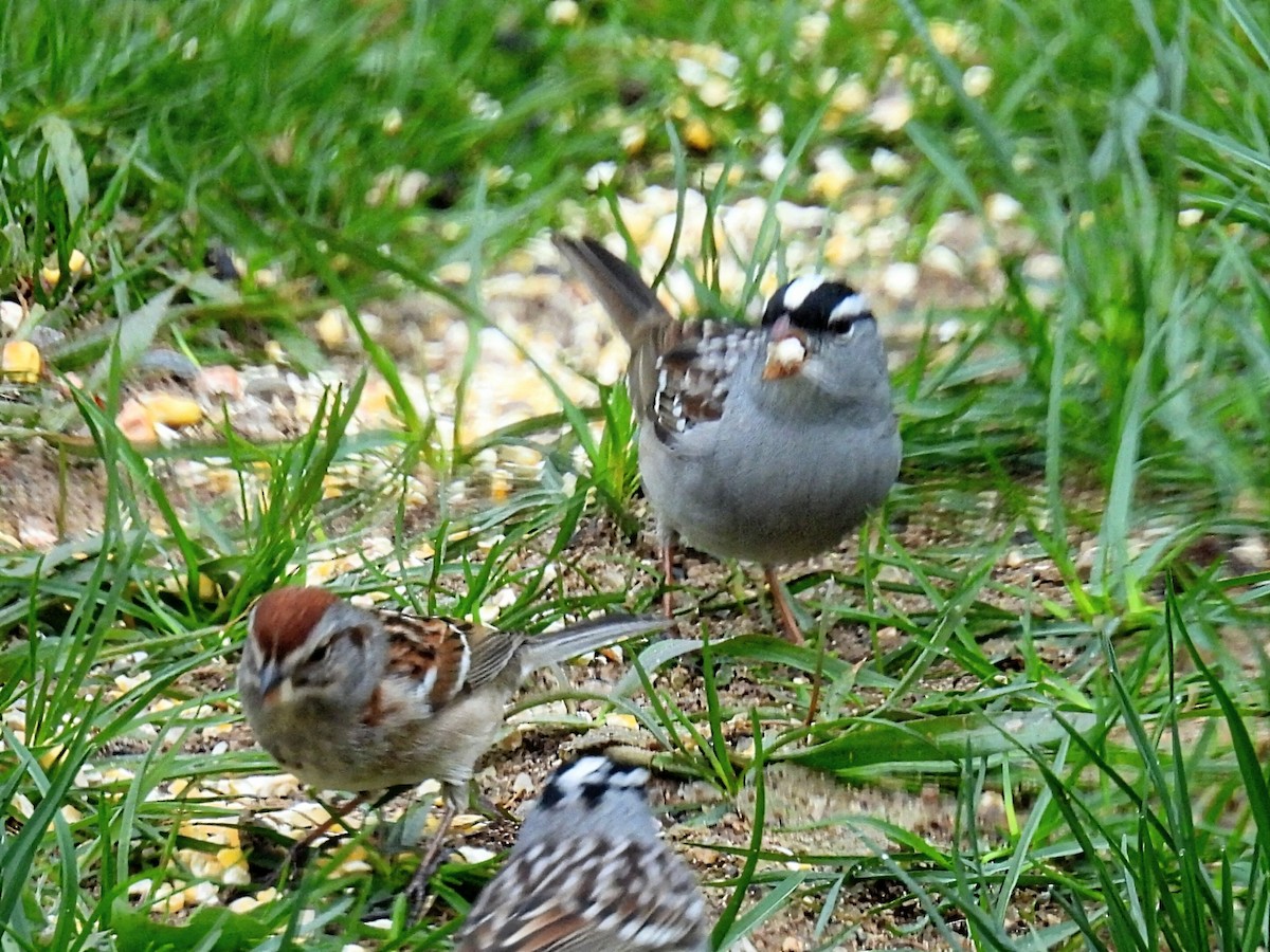 White-crowned Sparrow - ML618411368