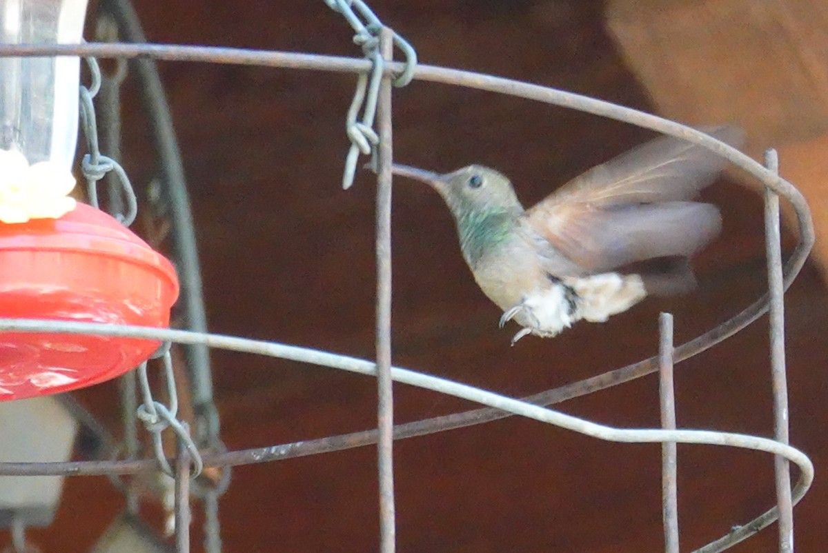 Berylline Hummingbird - ML618411371