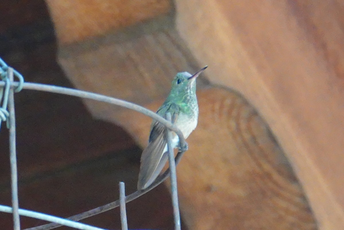 Berylline Hummingbird - ML618411372