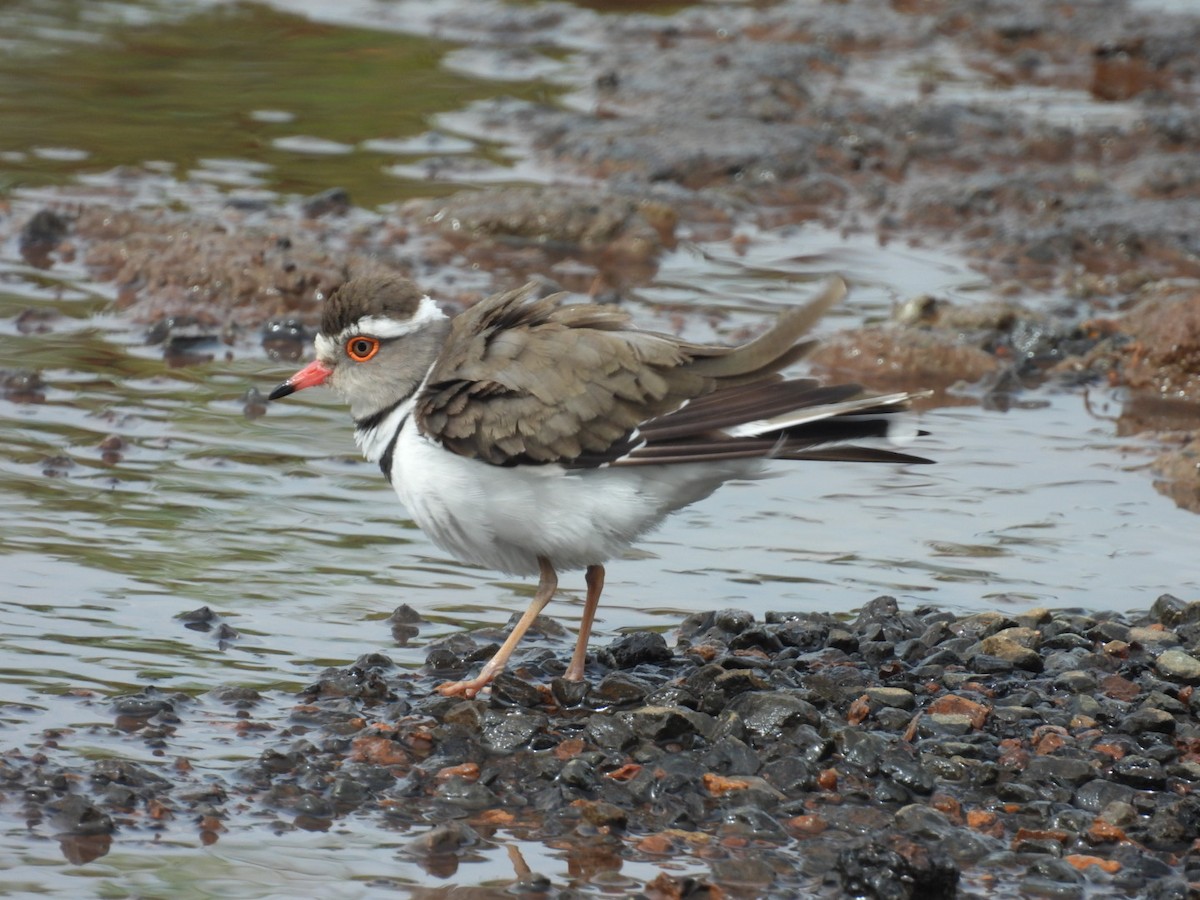 Three-banded Plover - ML618411376