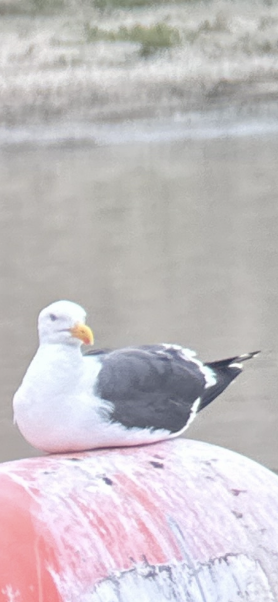 Yellow-footed Gull - ML618411401