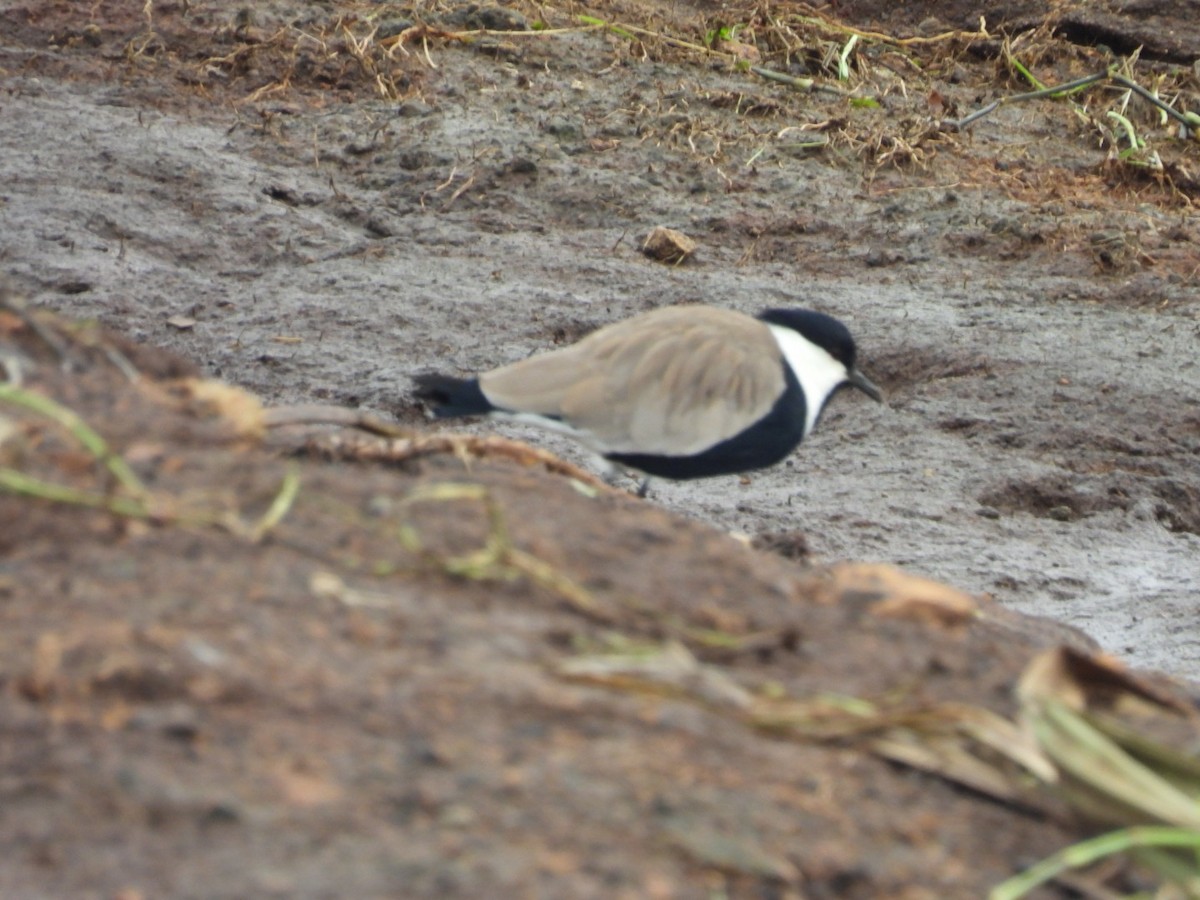 Spur-winged Lapwing - ML618411402