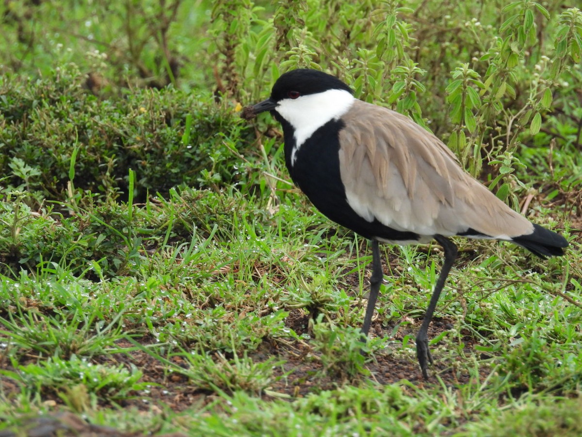 Spur-winged Lapwing - ML618411403
